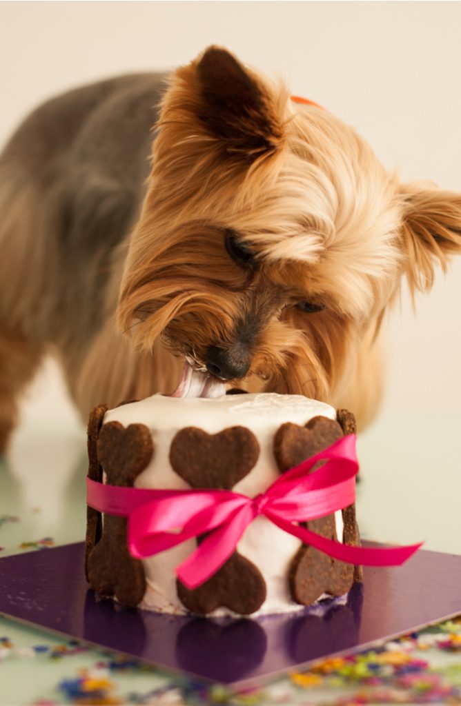 Birthday Cake Recipes For Dogs: Easy-Celebration-Theholidazecraze.com