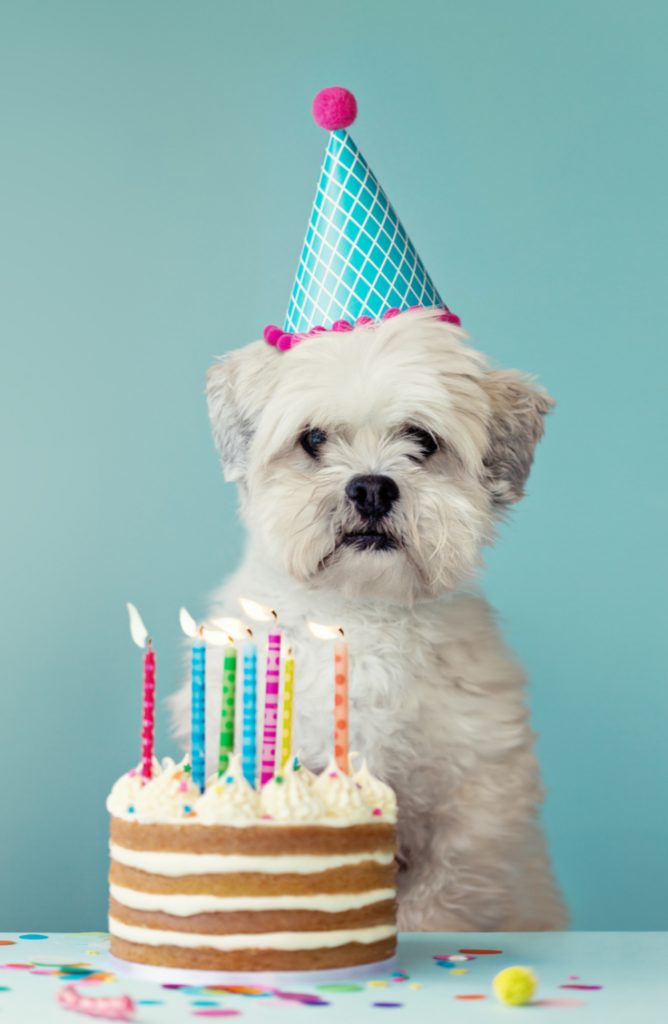 Birthday Cake Recipes For Dogs: Easy-Celebration-Theholidazecraze.com