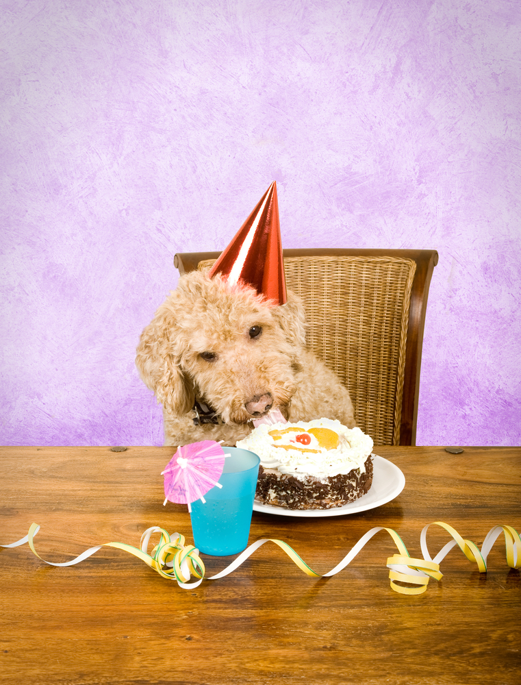 cake-for-dogs-recipe-doggie-birthday-cake-recipe-allrecipes