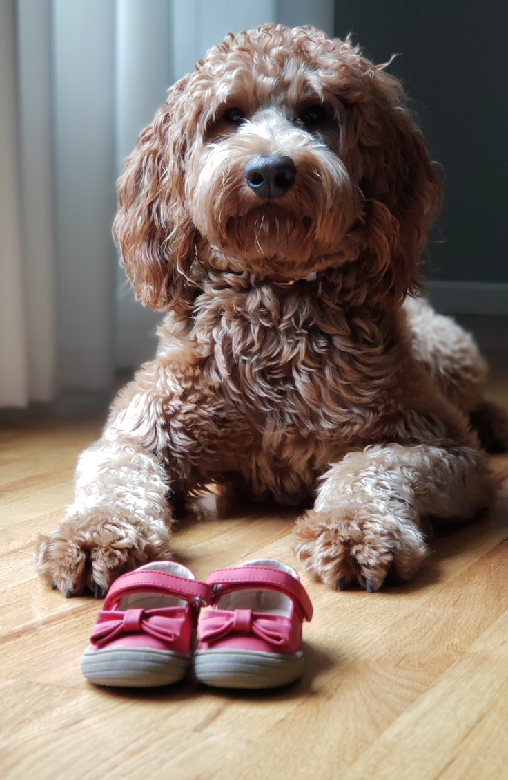 Whether you're planning to have a sibling or dog be part of the announcement or include the whole family, we've gathered up some fabulous twin baby announcements for you. Take a look!